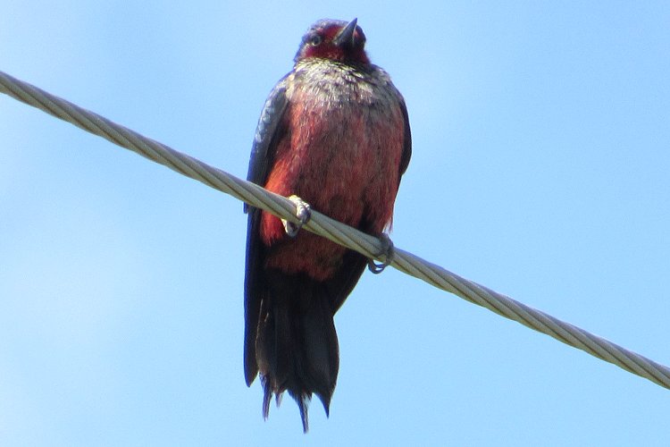 Duncan's Cove, NS - Jun. 8, 2019